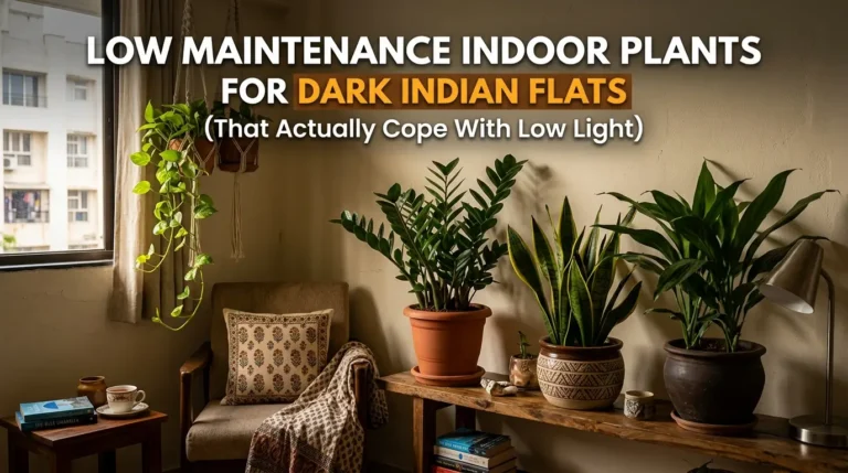 Low Maintenance Indoor Plants for Dark Indian Flats (That Actually Cope With Low Light)